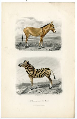 Antique Print-ONAGER-EQUUS HEMIONUS-ZEBRA-Paquien-Buffon-Gobin-1853