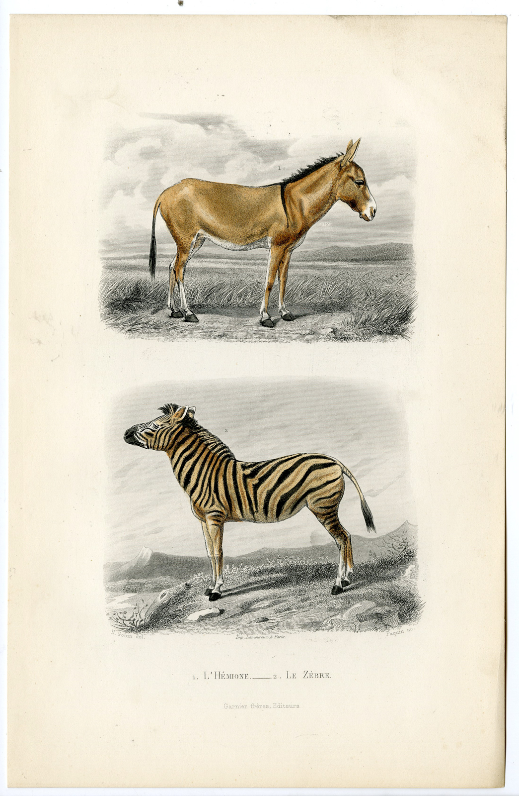 , Antique Print-ONAGER-EQUUS HEMIONUS-ZEBRA-Paquien-Buffon-Gobin-1853, Pictura Antique Prints