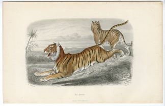 Antique Print-TIGER-TIGRE-Paquien-Buffon-Gobin-1853