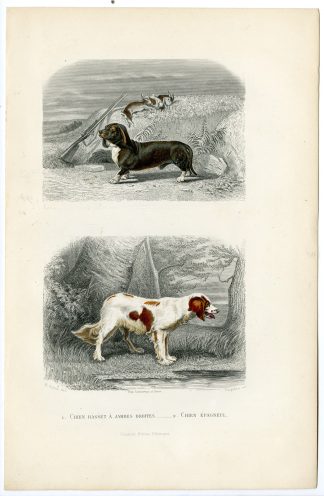 Antique Print-DACHSHUND-SPANIEL-EPAGNEUL-DOXIE-Paquien-Buffon-Gobin-1853