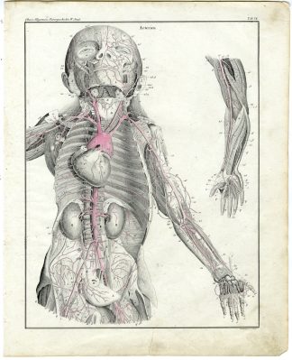 Antique Print-HUMAN ANATOMY-AORTA-ARTERY-BLOOD VESSEL-Oken-1833