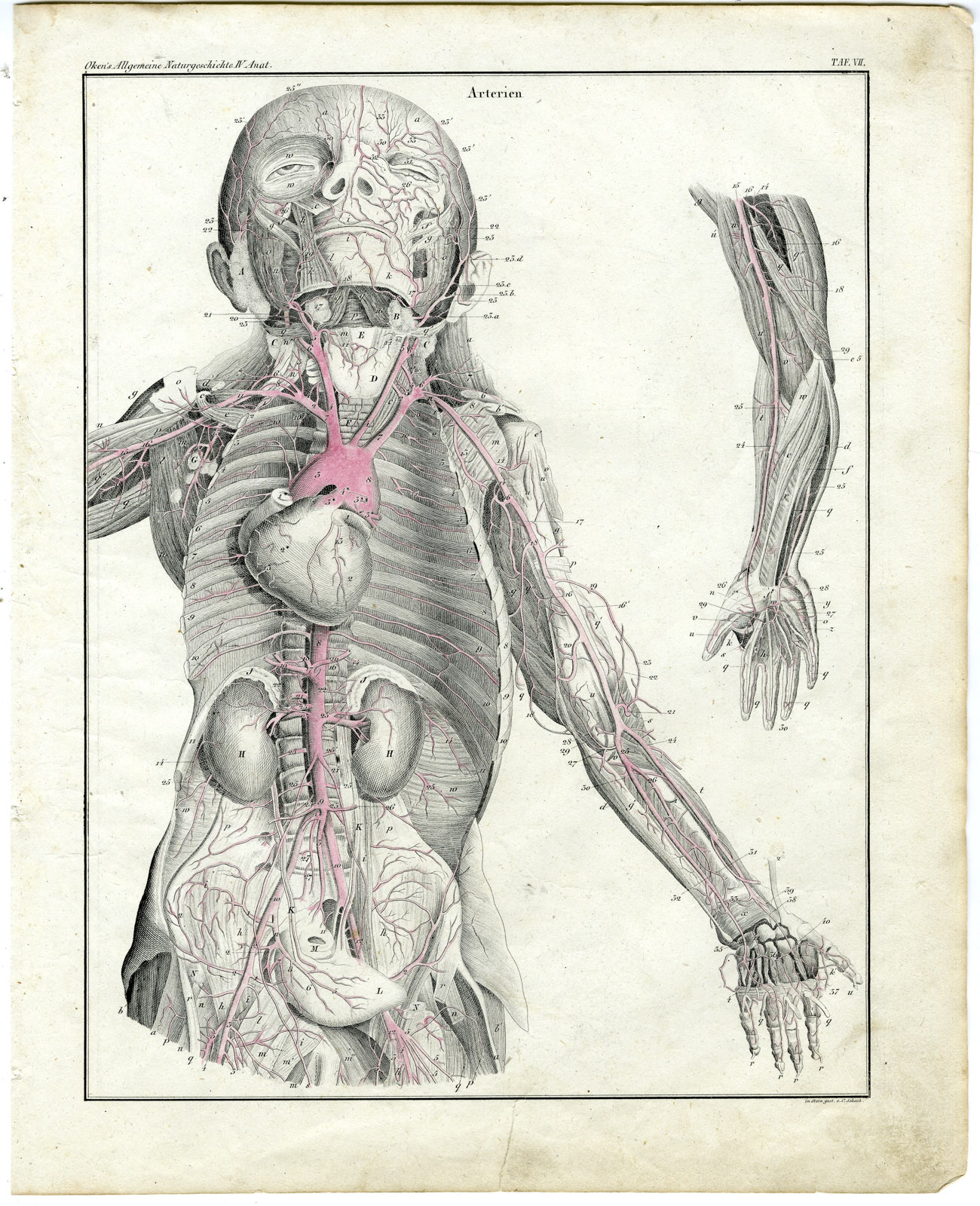 , Antique Print-HUMAN ANATOMY-AORTA-ARTERY-BLOOD VESSEL-Oken-1833, Pictura Antique Prints