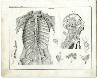 Antique Print-HUMAN ANATOMY-LYMPHATIC VESSELS-Oken-1833