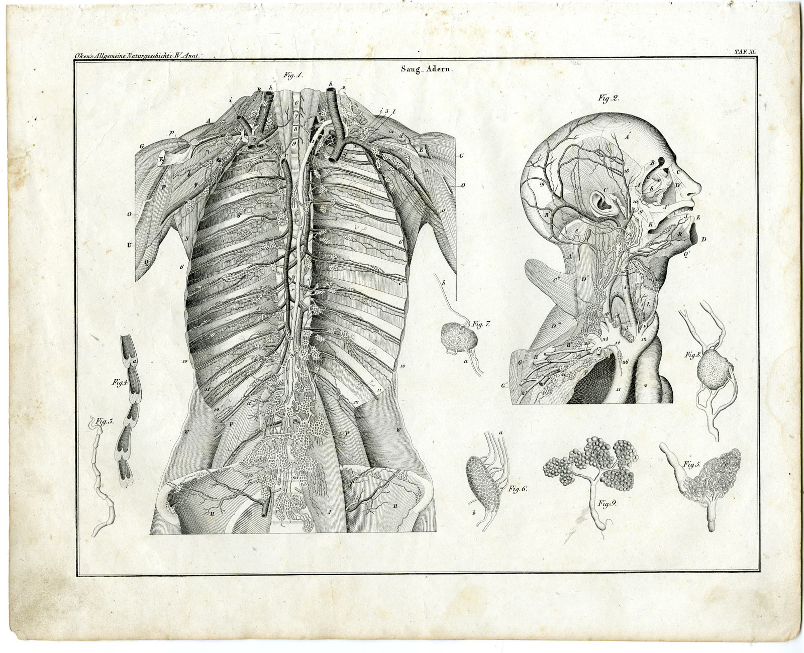 , Antique Print-HUMAN ANATOMY-LYMPHATIC VESSELS-Oken-1833, Pictura Antique Prints