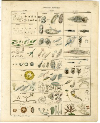 Antique Print-INFUSORIA-MICROORGANISM-PROTOZOA-ALGAE-Oken-1833