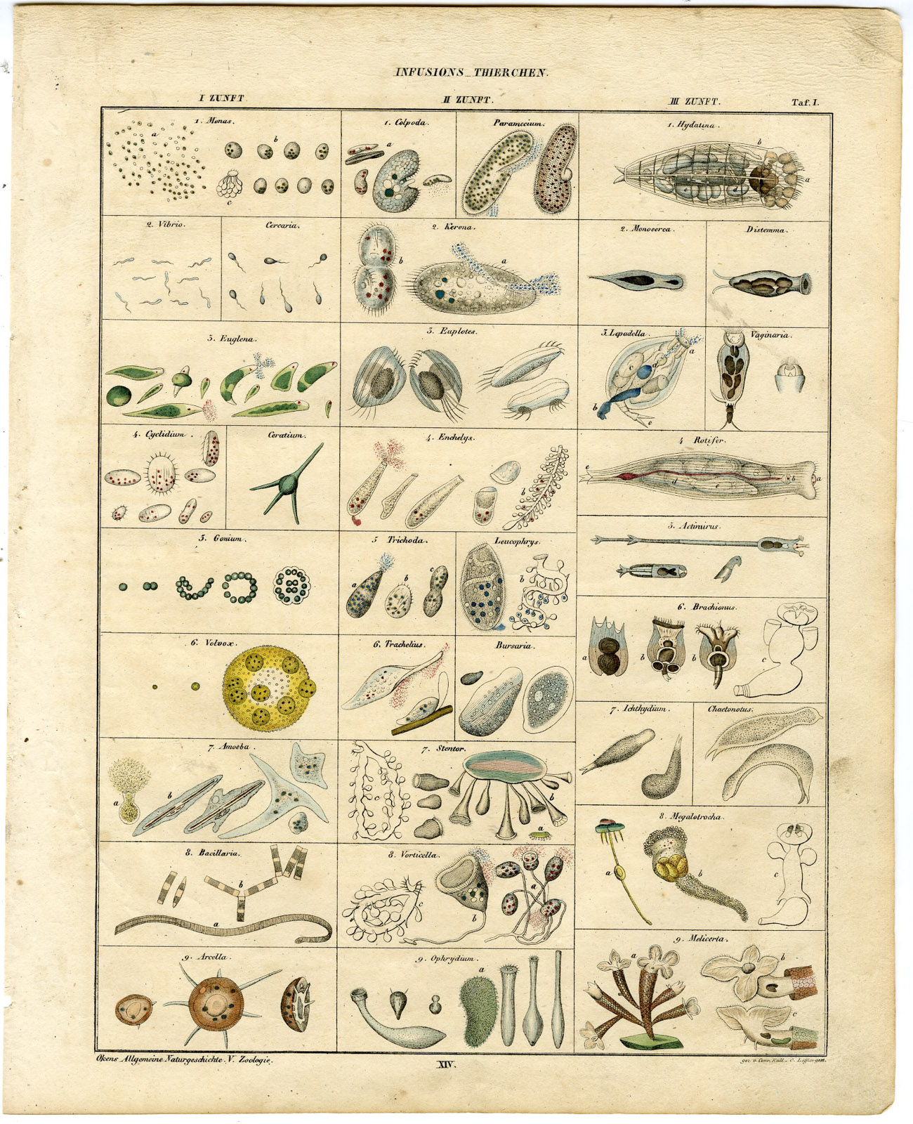 , Antique Print-INFUSORIA-MICROORGANISM-PROTOZOA-ALGAE-Oken-1833, Pictura Antique Prints