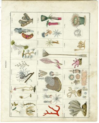 Antique Print-POLYPS-HYDRA-TUBULARIA-PLUMATELLA-Oken-1833