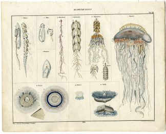 Antique Print-JELLYFISH-SIPHONOPHORAE-ABYLA-PHYSOPHORA-Oken-1833