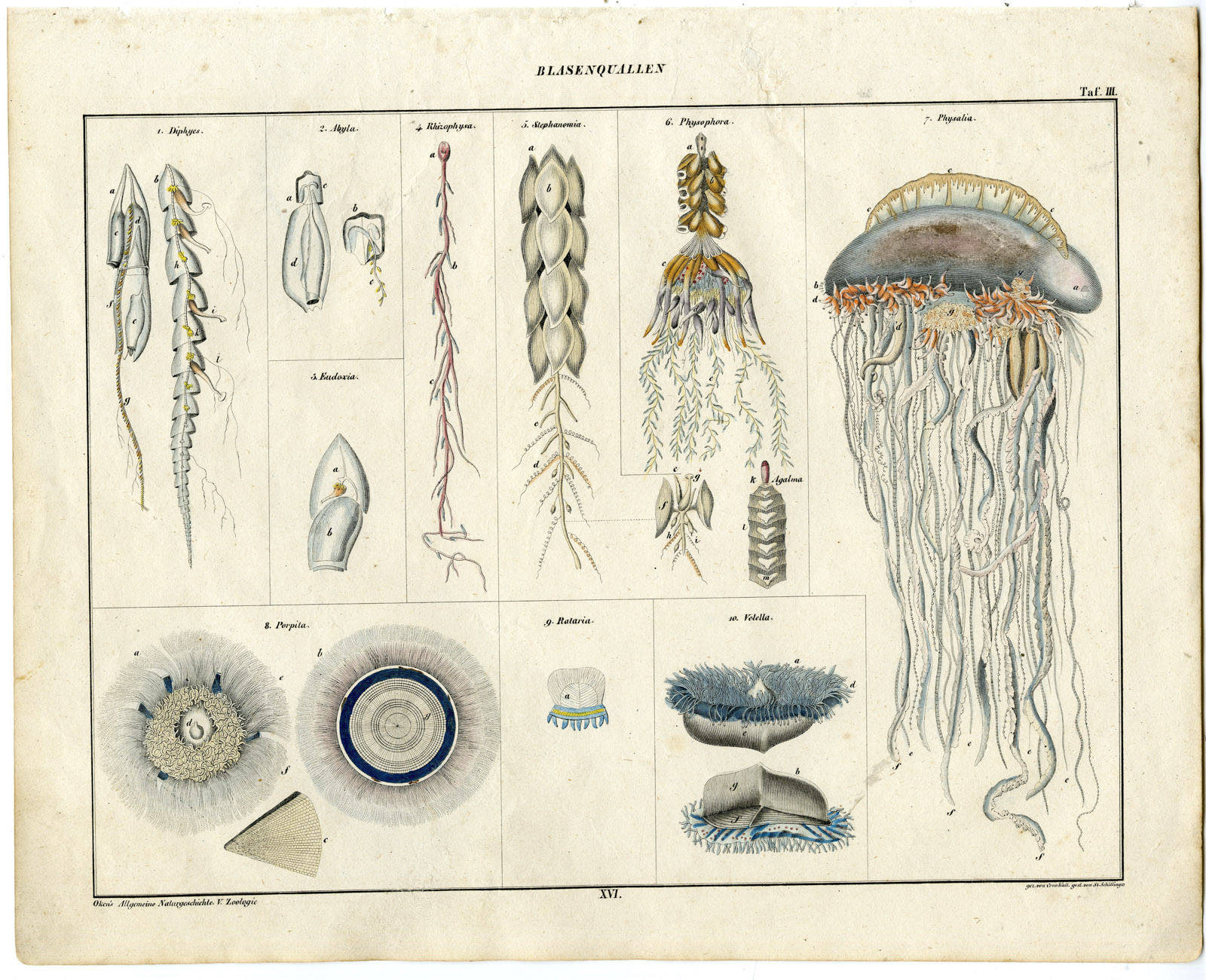, Antique Print-JELLYFISH-SIPHONOPHORAE-ABYLA-PHYSOPHORA-Oken-1833, Pictura Antique Prints