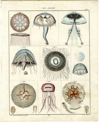 Antique Print-JELLYFISH-MEDUSAE-GERYONIA-PELAGIA-CYANEA-Oken-1833
