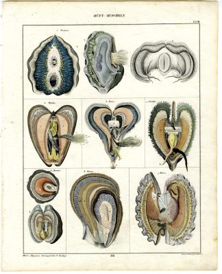 Antique Print-CHAMIDAE-JEWEL BOX-CLAMS-BIVALVE MOLLUSK-Oken-1833