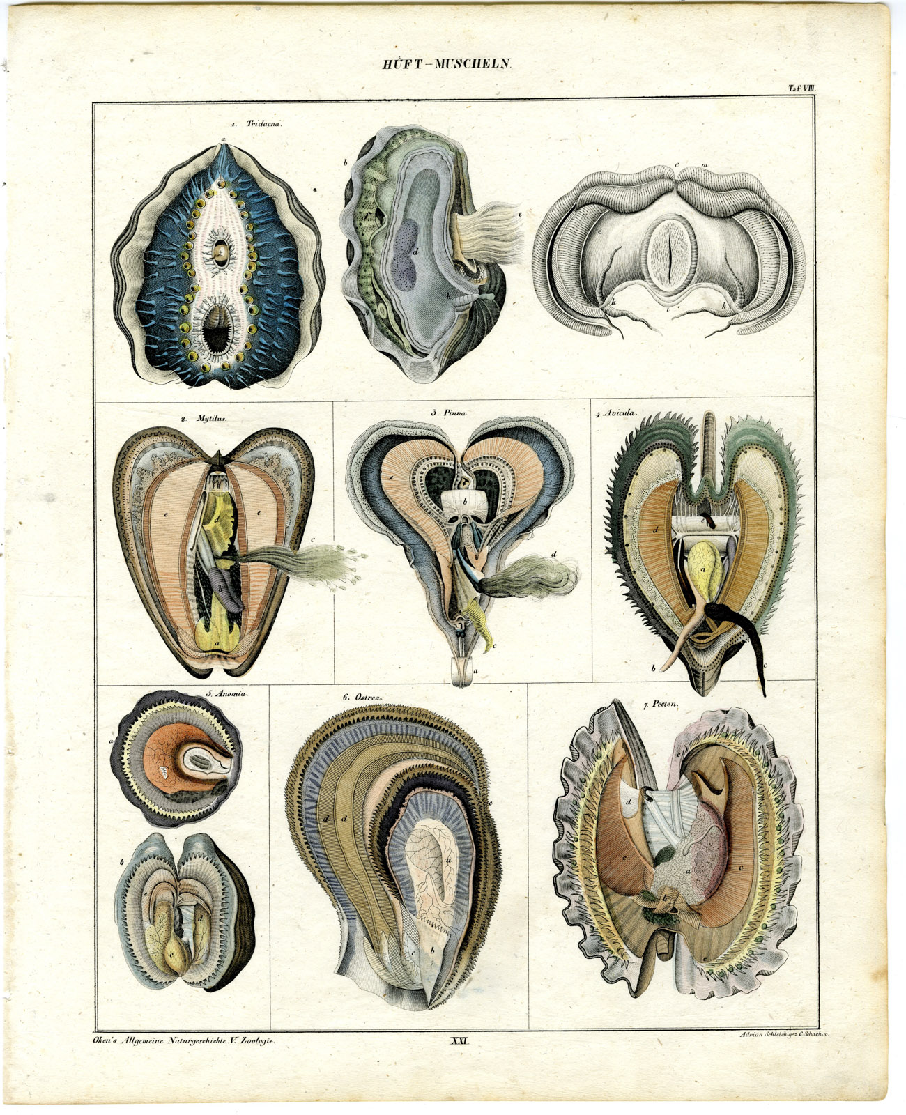 , Antique Print-CHAMIDAE-JEWEL BOX-CLAMS-BIVALVE MOLLUSK-Oken-1833, Pictura Antique Prints