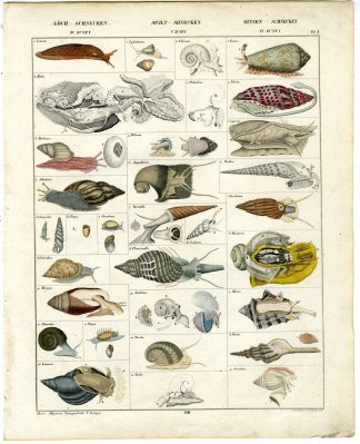 Antique Print-SNAIL-SLUG- MOLLUSK-SHELLED GASTROPOD-Oken-1833