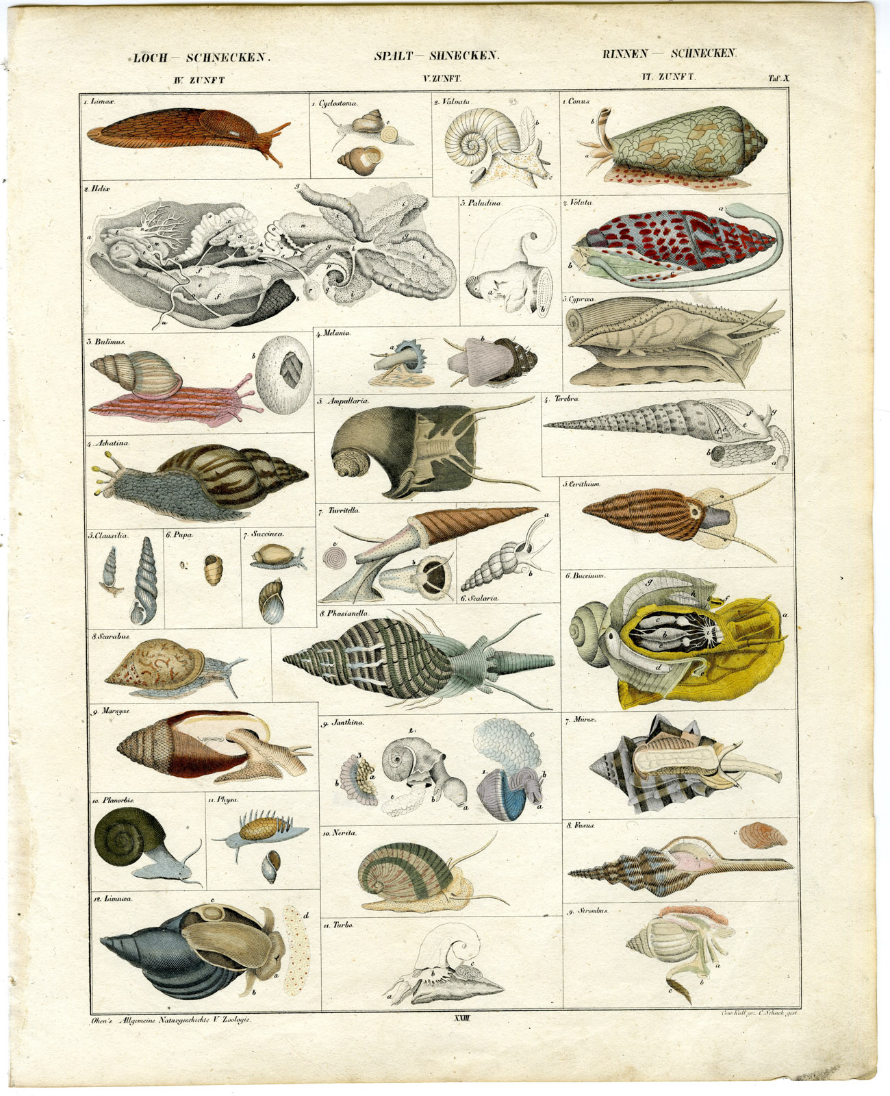 Pco 28703 416x512 Antique Print-SNAIL-SLUG- MOLLUSK-SHELLED GASTROPOD-Oken-1833