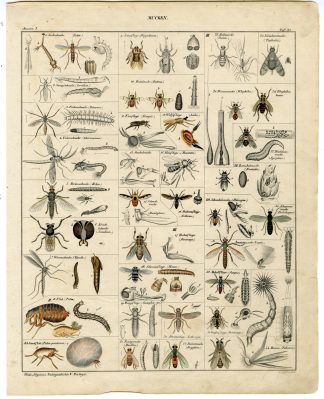 Antique Print-MOSQUITO-SAND FLEA-DAGGER FLY-INSECT-Oken-1833