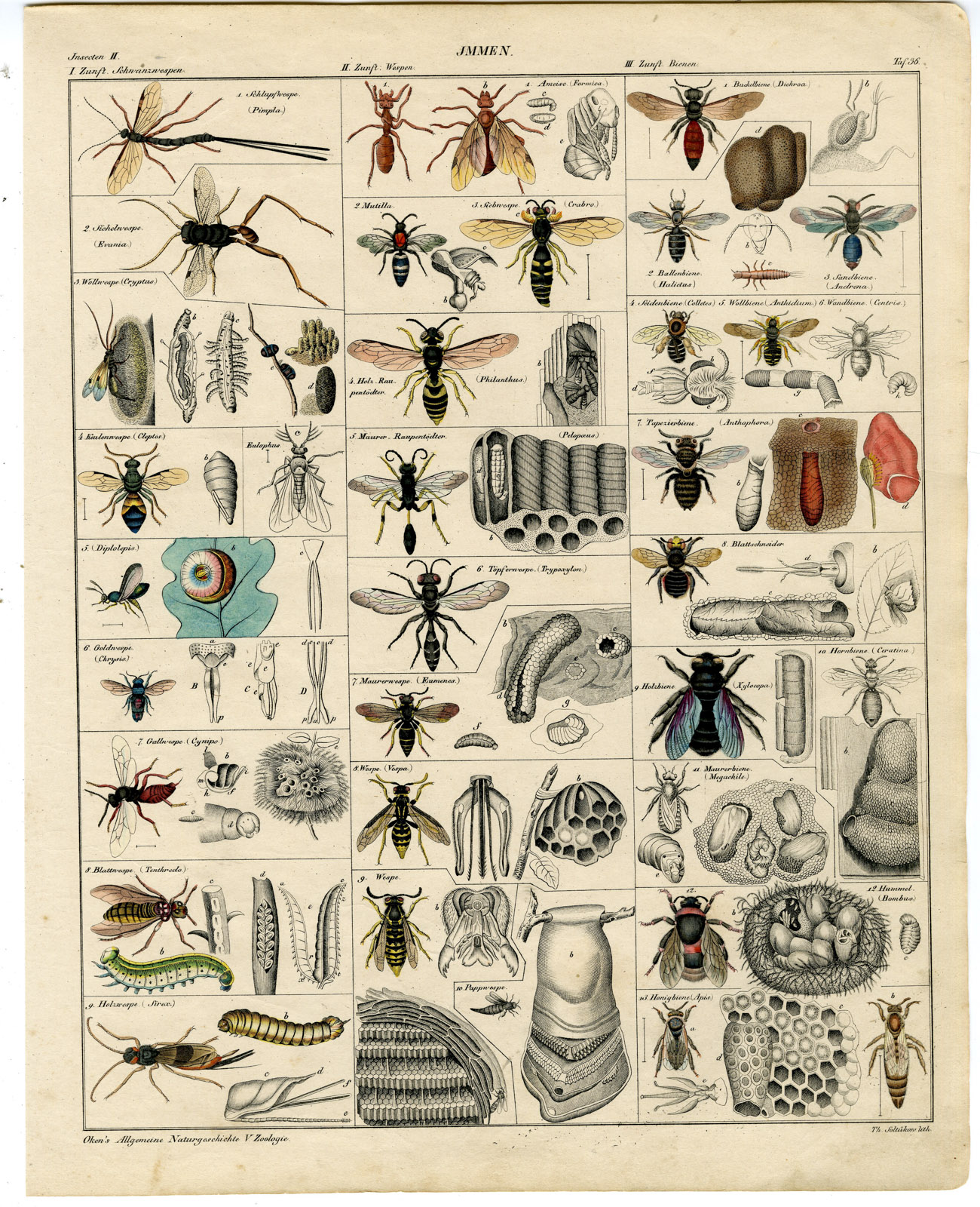 , Antique Print-BEE-WASP-BUMBLEBEE-ICHNEUMON-INSECT-Oken-1833, Pictura Antique Prints