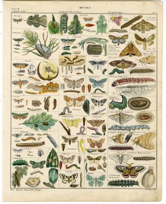 Antique Print-SMALL EMPEROR MOTH-SILK-BUTTERFLY-BOMBYX-Oken-1833