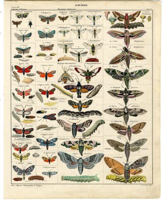 Antique Print-ELEPHANT HAWK MOTH-OLEANDER-BUTTERFLY-Oken-1833