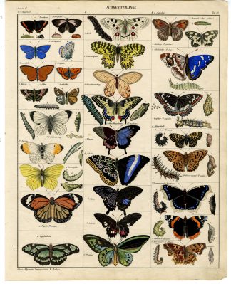 Antique Print-APOLLO-ADMIRAL-ACHILLES MORPHO-GREEN BIRDWING-Oken-1833