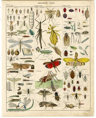 Antique Print-SCORPION FLY-LOCUST-EARWIG-CICADA-ANT LION-Oken-1833