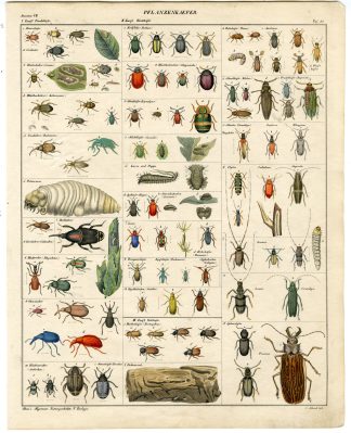 Antique Print-LEAF BEETLE-CLICK-JEWEL-BUPRESTIDAE-Oken-1833