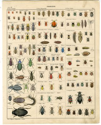 Antique Print-GROUND BEETLE-FIREFLY-WATER SCAVENGER-Oken-1833