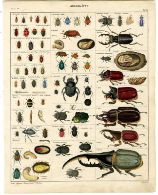 Antique Print-EUROPEAN STAG BEETLE-RHINOCEROS-HERCULES-Oken-1833