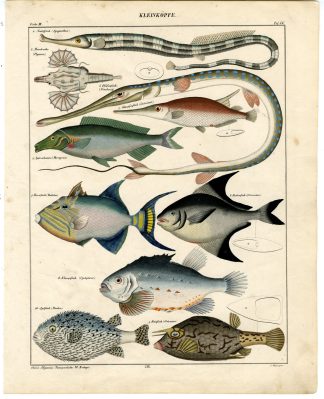 Antique Print-NEEDLEFISH-DRAGON-PUFFER-LUMPSUCKER-BUTTER-Oken-1833