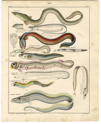 Antique Print-MORAY-ELECTRIC EEL-SAND-CUSK-RED BANDFISH-Oken-1833