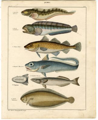 Antique Print-ATLANTIC WOLFFISH-PLAICE-COD-REMORA-Oken-1833
