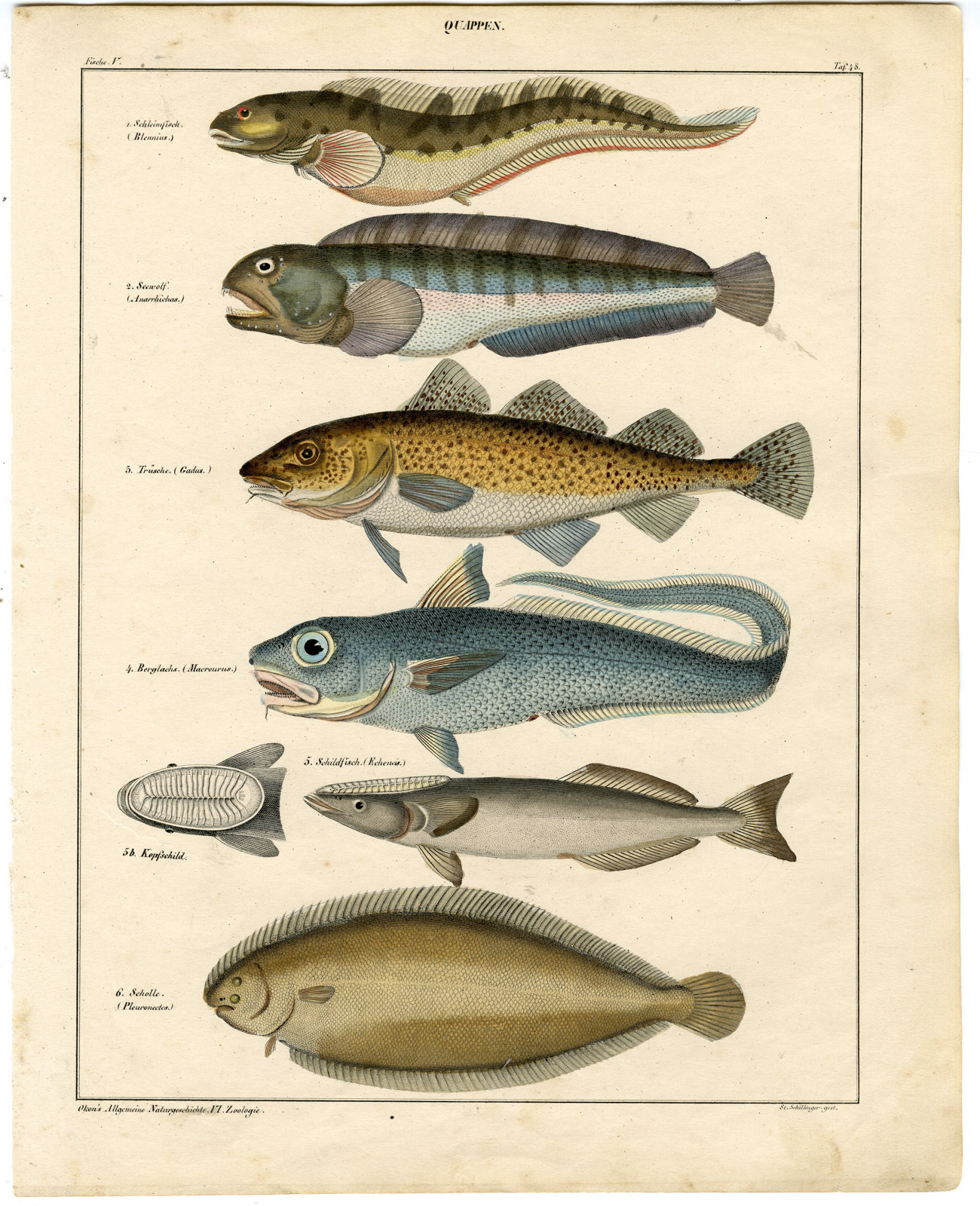 Pco 28721 416x512 Antique Print-ATLANTIC WOLFFISH-PLAICE-COD-REMORA-Oken-1833