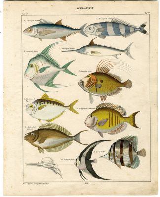 Antique Print-TUNA-SWORDFISH-SUNFISH-EASTERN TALMA-Oken-1833