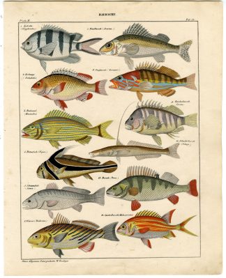 Antique Print-PERCH-SERGEANT MAJOR-RUFFE-SERRANUS-GRUNT-Oken-1833