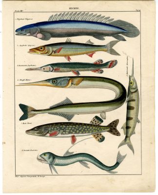 Antique Print-NILE BICHIR-PIKE-BARRAUDA-GARFISH-VIPERFISH-Oken-1833