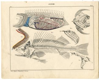 Antique Print-FISH-ANATOMY-Oken-1833