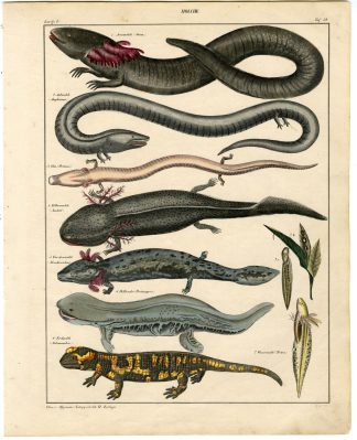 Antique Print-SIREN-OLM-AXOLOTL-MUDPUPPY-FIRE SALAMANDER-Oken-1833