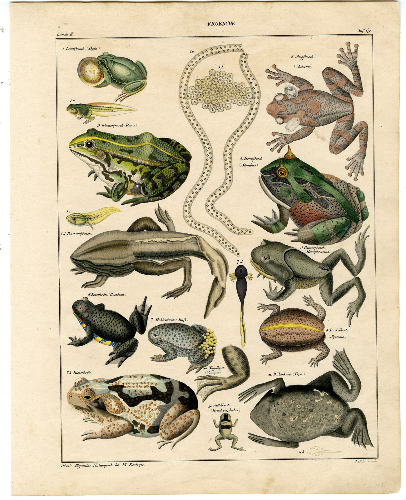 , Antique Print-TREE FROG-SURINAM HORNED-POND-FIREBELLY TOAD-Oken-1833, Pictura Antique Prints