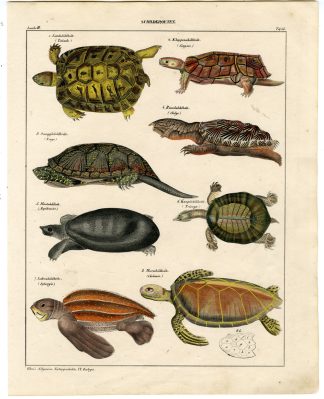Antique Print-SOFTSHELL TURTLE-POND-TORTOISE-SEA-TESTUDO-Oken-1833