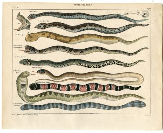 Antique Print-HORNED VIPER-ASPIS-SAND-CORAL SNAKE-COLUBER-Oken-1833