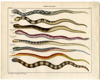 Antique Print-SAW SCALED VIPER-PSEUDOBOA-SAINT LUCIA BOA-SNAKE-Oken-1833