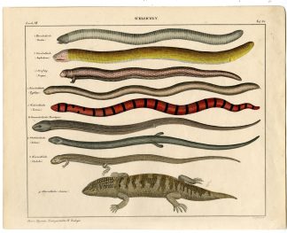 Antique Print-WORM LIZARD-SANDFISH SKINK-BLIND SNAKE-SHELTOPUSIK-Oken-1833