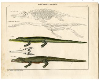 Antique Print-GHARIAL-COCODILE-PLESIOSAURUS-ICHTYOSAURUS-Oken-1833