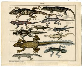 Antique Print-STAR GECKO-POINTED-LEAF TAILED-PINNATE-Oken-1833