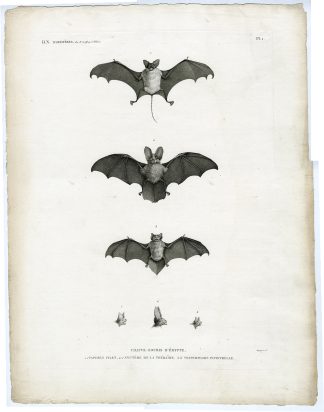 Antique Print-BATS-EGYPT-Bouquet-Geoffroy-1809