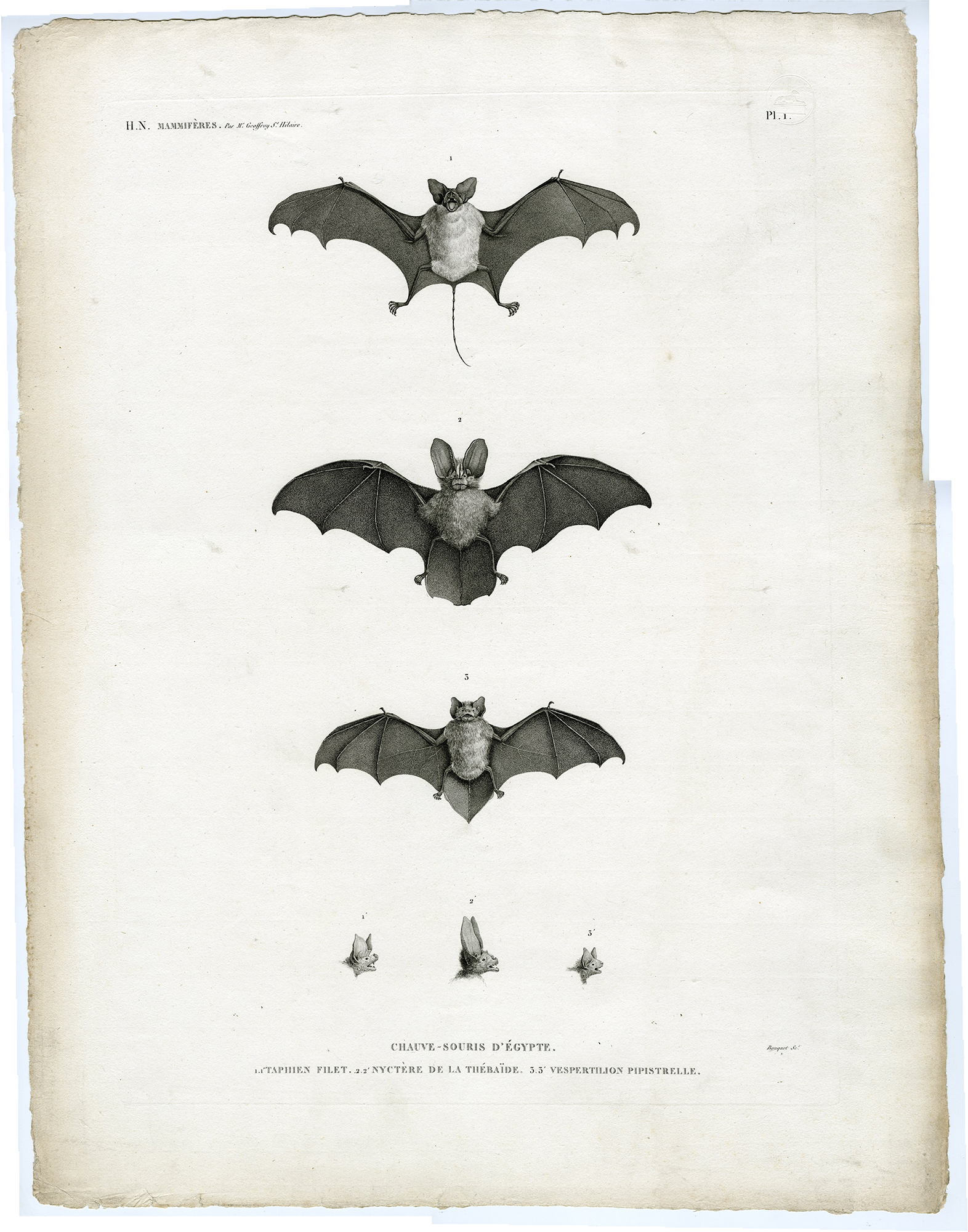 , Antique Print-BATS-EGYPT-Bouquet-Geoffroy-1809, Pictura Antique Prints