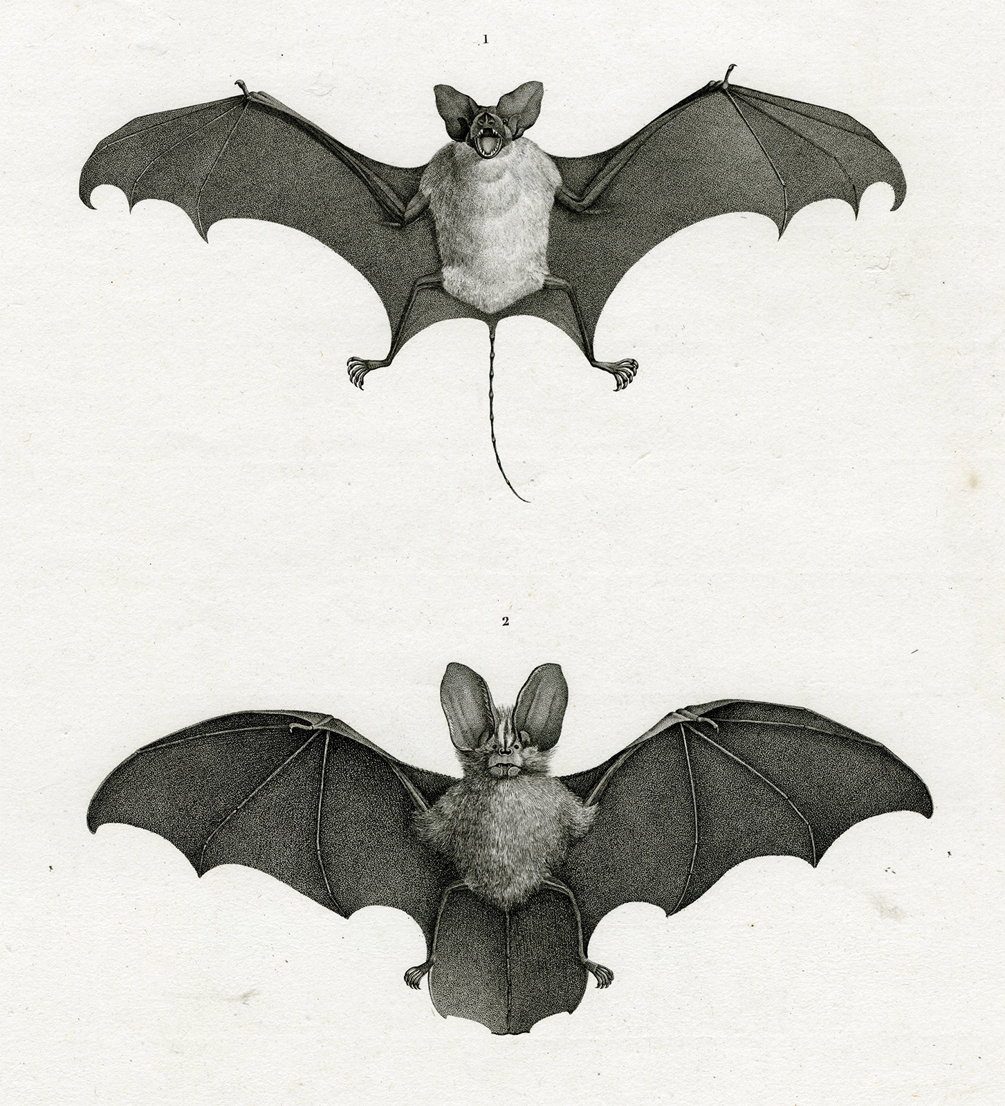 , Antique Print-BATS-EGYPT-Bouquet-Geoffroy-1809, Pictura Antique Prints