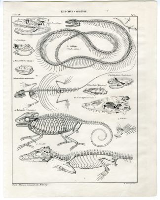 Antique Print-ANATOMY-REPTILES-SKELETON-BONES-SNAKE-Oken-1833