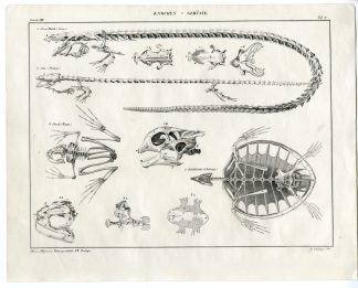 Antique Print-ANATOMY-REPTILES-SKELETON-BONES-Oken-1833