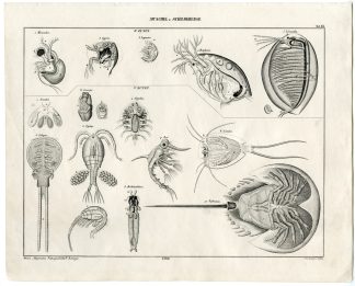 Antique Print-CRUSTACEAN-ARTHROPOD-HORSESHOE CRAB-LOUSE-LIMULUS-Oken-1833