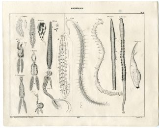 Antique Print-REDWORMS-EARTHWORM-PPLANARIA-CLYMENE-Oken-1833